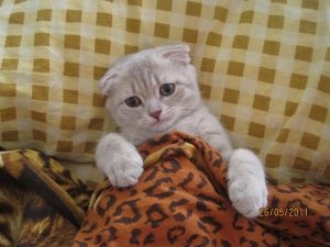 sjuk katt