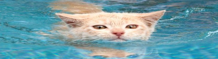 Så badar du din katt