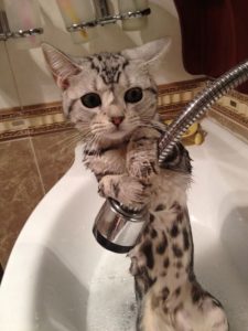 katt som duschar