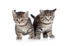 kattungar bild