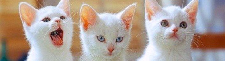 Hur mycket ska katten dricka?