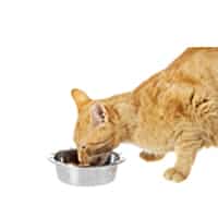 katt ater mat