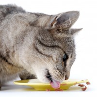 Mat för katten