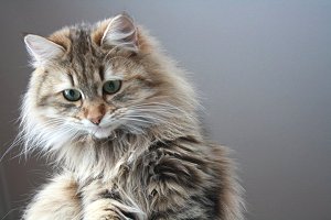Katter för allergiker