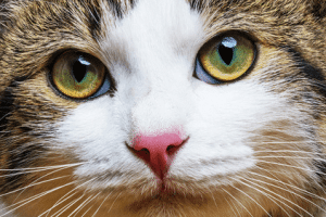 Avmaskning av katt
