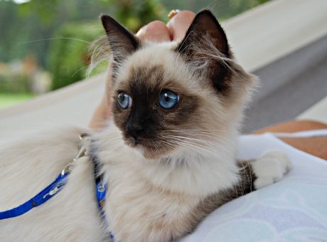 Innekatt eller utekatt