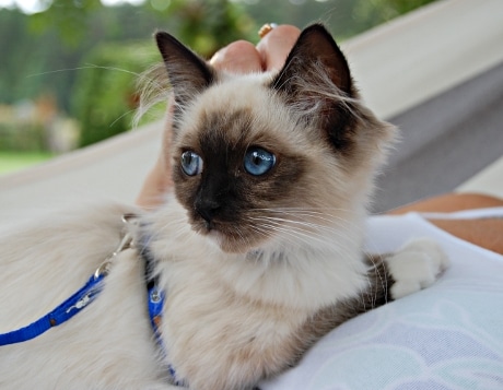 innekatt