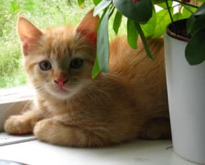 Kattungar – Att tänka på