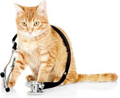 Hälsofördelar med katt