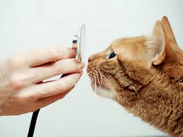 Veterinär online