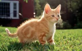 Tamkatter