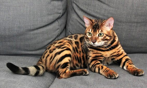 Bengalkatter