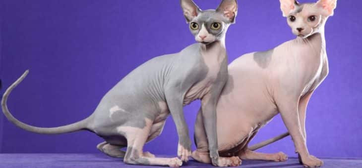 Sphynx