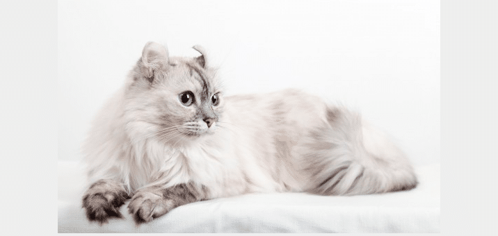 American Curl
