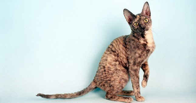 Cornish Rex
