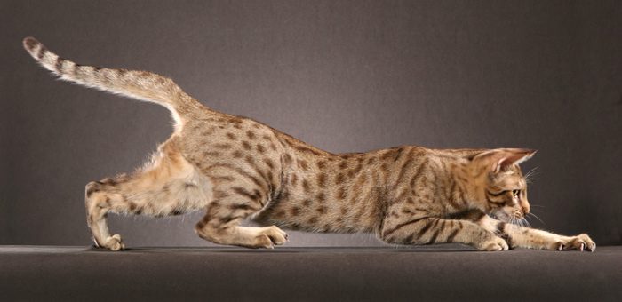 Ocicat
