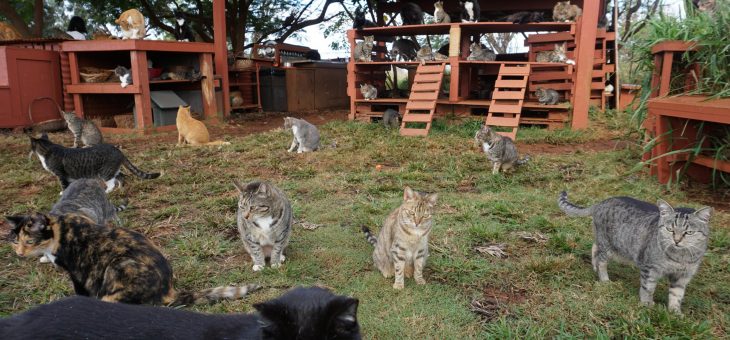Drömresa för kattälskaren