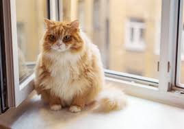Din tjocka katt kan ge dig böter