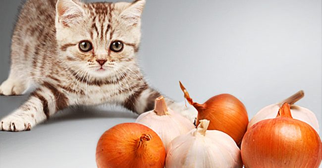 Ge inte din katt detta!
