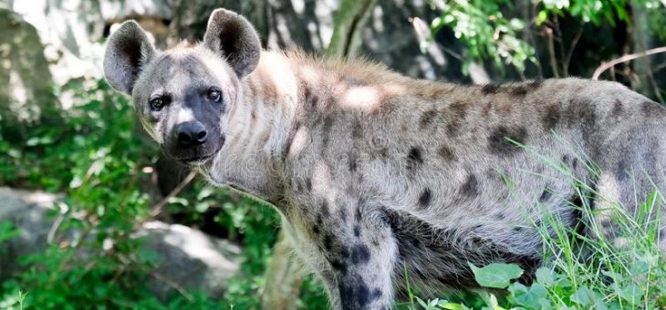 Katten och hyenan, är de släkt med varandra?