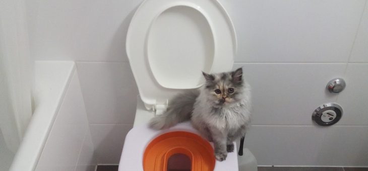Tips med Kattprylar för den Kattokige!