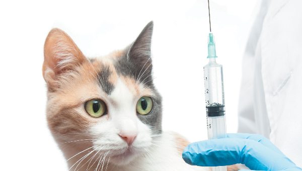 Grundvaccination till katt