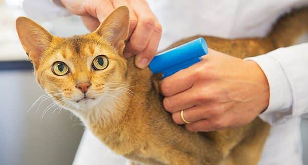 Mikrochip för katt