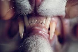 Tandproblem hos katter