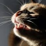 kattsnuva symptom behandling orsak
