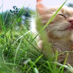 katter vård sommar uttorkning