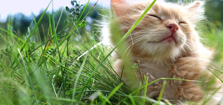 Ta hand om katten i sommar