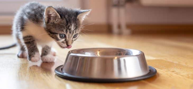 Tips för dig som vill skaffa kattunge