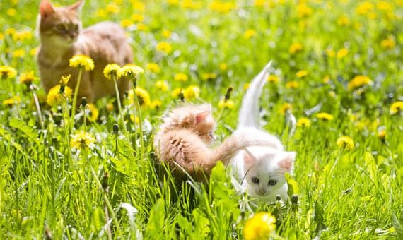 Vårtips för dig som har katt